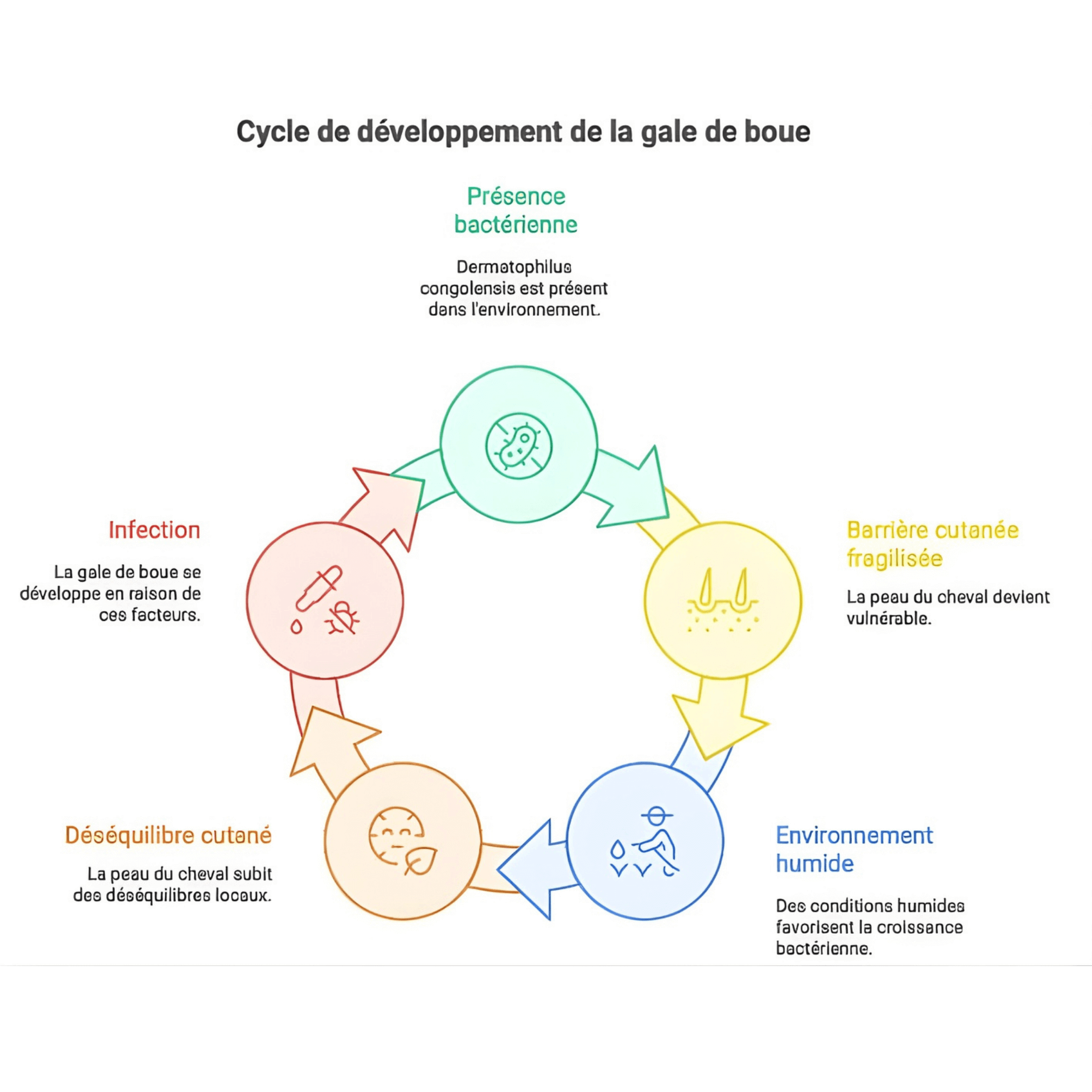 d&eacute;veloppement gale de boue cheval